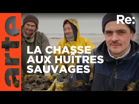 L’huître creuse colonise la mer des Wadden | Reportage | ARTE Regards