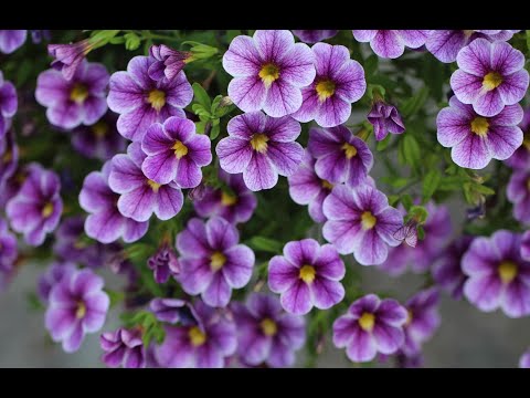 КАЛИБРАХОА осенние черенкование.