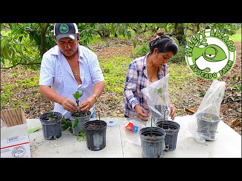 How to Graft Mango Using Top Working, Cleft Graft, and Veneer Graft