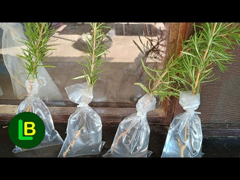 Any branch takes root very quickly if you do this