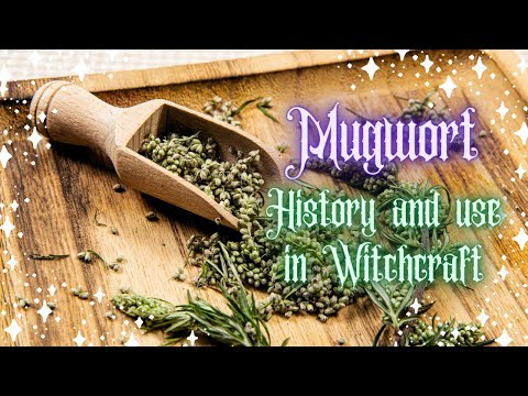 Mugwort in Witchcraft - Psychic Growth, Astral Projection