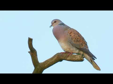 Turtle Dove Sings From a Dead Oak Branch