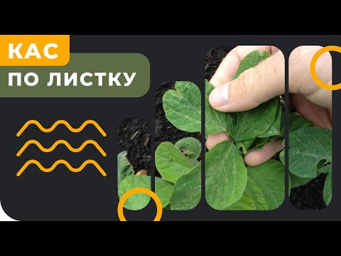 Чи можна вносити КАС по листу? АгроНЯНЯ 8