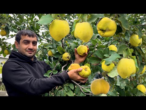The Ultimate Traditional Feast: BEST Quails, Piti in Pottery Mugs & Kiwi Cake! (Village Style)