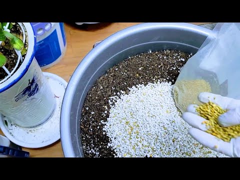 I'll show you everything about repotting a 4-year-old crab cactus, including the stimulant and nu...