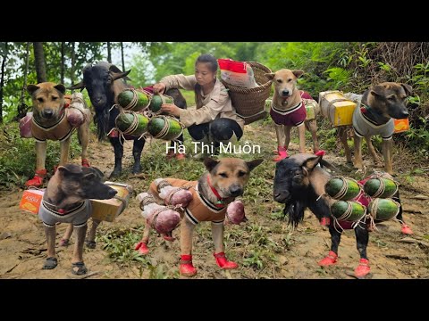 Vietnamese girl with dog and goat into the forest to pick cassava leaves to sell at the market