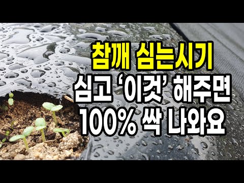 참깨 심는시기 심고 '이것' 해주면 100% 싹 나와요