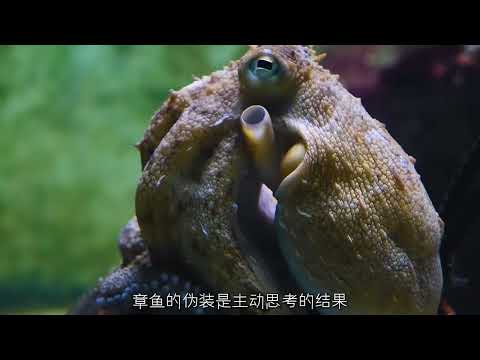 章鱼真的是外星生物吗？他到底有什么奇特之处