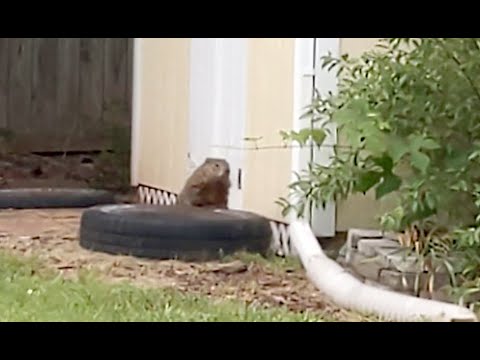 How to catch a GroundHog in your yard.