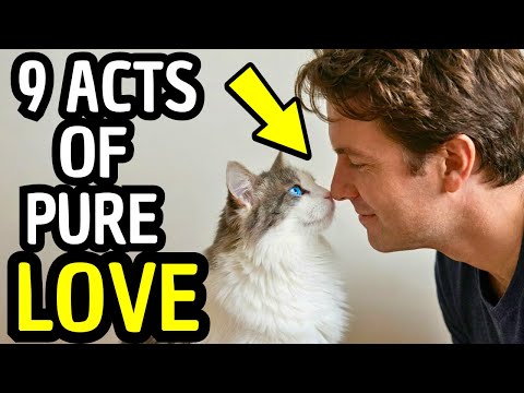 How To Bond With Your Cat: 9 Proven Ways To Make Them Feel Safe