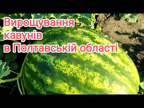 Кавуни 2023р. Мої улюблені гібриди 🍉