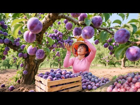 TIMELAPSE -- Harvesting 1000+ Giant Sweet Purple Plums & Go to Market Sell | Phương Countryside