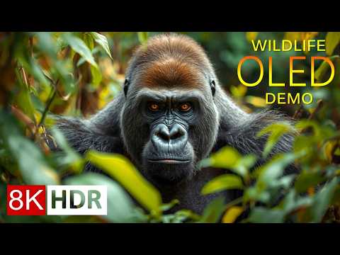 WILD ANIMALS 8K HDR – Wildlife OLED Demo for 4K/8K TV