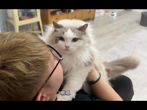 自从养了猫，家里总是很多人来蹭饭