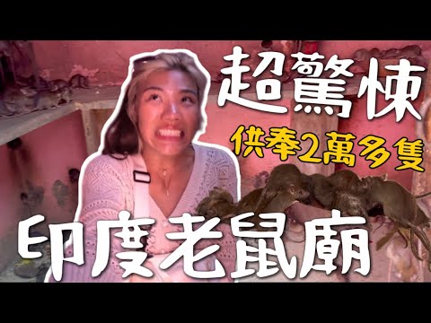 勇闖！印度老鼠廟？全面2萬多隻『活老鼠』不准踩傷！真實故事太神？