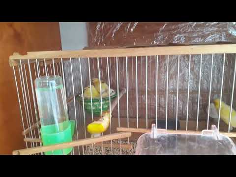 Разведение канареек. Содержание и  кормление.