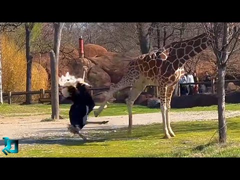 Lucky to Catch It on Camera! Animal Incidents That Are Hard to Believe!