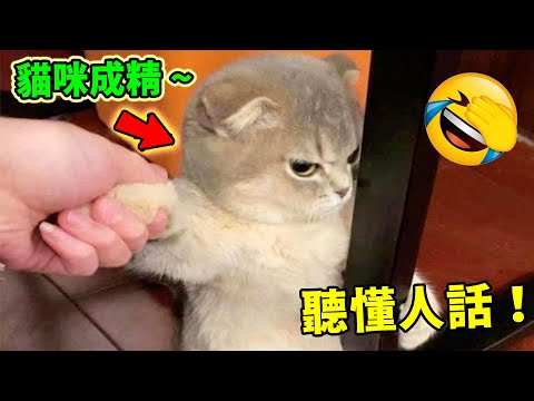 Top 10 moments when animals understand human speech! The dog in number 9 delivers an epic perform...