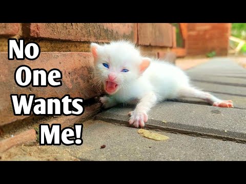 Kitten was starving and asking for help