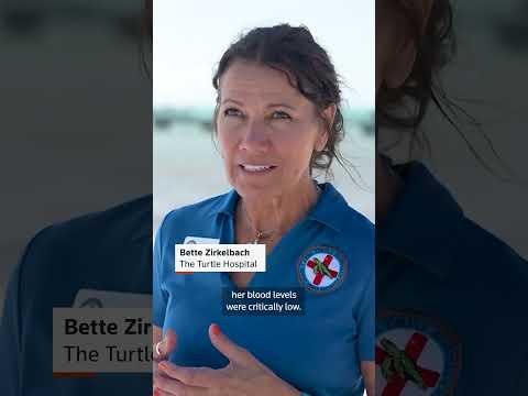 'Molly' the turtle released back to sea after recovery