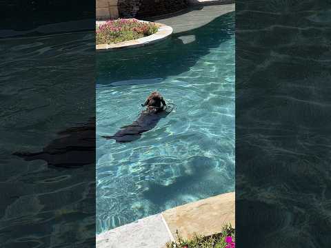 This guy is living his best life ☀️🏊 #pool #dog #swimming #funny