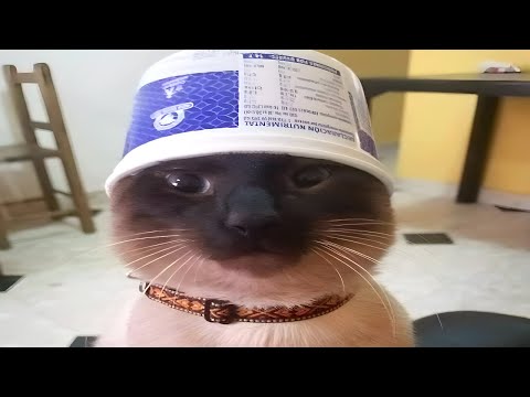 cats are malfunctioning