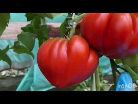 Обзор сортов томатов. Продолжение