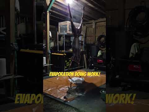 Get that hide off immediately to speed the cooling process on big game.