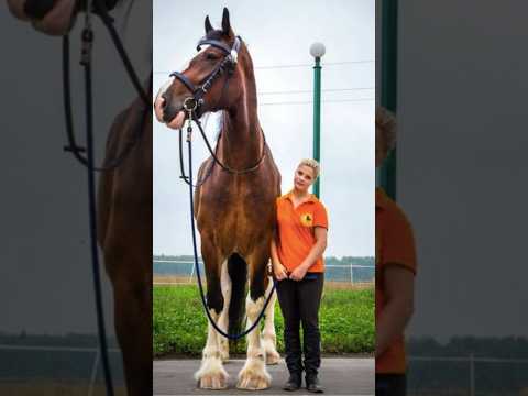 Giant Animals That Will Blow Your Mind! (No A.I. or Photoshop)