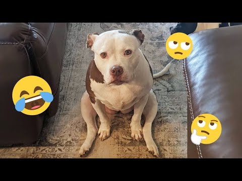 HILARIOUS DOGS Being Weird 🤪 NEW Funniest Dogs Video 2026