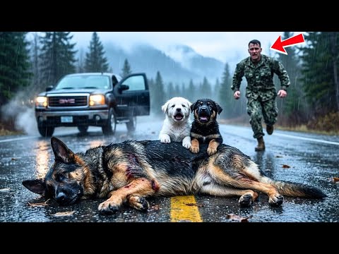 Don’t Be Quiet, Mommy! Two German Shepherd Puppies Beg a Navy SEAL for Help