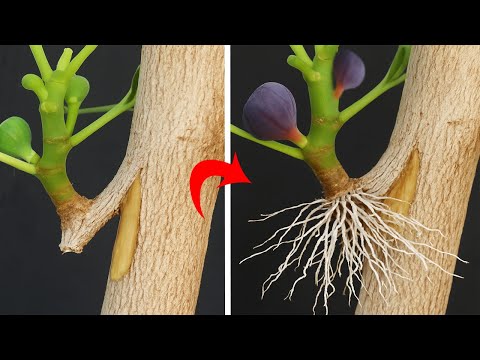 تعلمت هذه التقنية المميزة من مزارع مخضرم عمرة 90 عاما👈لاكثار واستنساخ اى شجرة مهما كانت