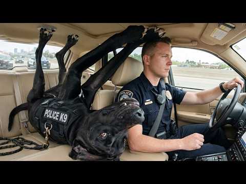 When God Sends You the Funniest Police Dog 👮♀️😁