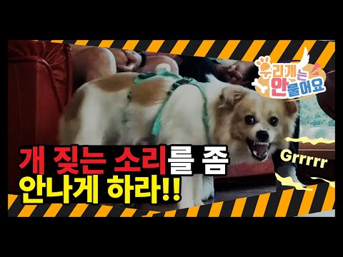 개 짖는 소리를 좀 안나게 하라~!! 어떻게 해야 우리 강아지 짖음을 멈출수 있을까? 강아지가 짖는 여러가지 이유들...#짖음 #분리불안 #우리개연구소