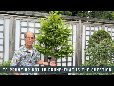 To Prune Or Not To Prune - That Is The Question