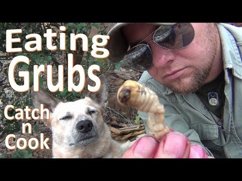 Giant Grubs!  -Catch n Cook-
