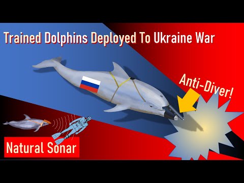 Russian Trained Dolphins Deployed To Ukraine War