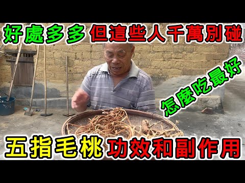 五指毛桃的功效和副作用，五指毛桃不能和什麼一起吃？五指毛桃和什麼一起煲湯？五指毛桃寒涼嗎？什麼人不適合吃五指毛桃？五指毛桃會上火嗎？五指毛桃要煮多久？