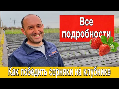 Как победить сорняк на клубнике (в подробностях ).