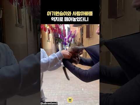 아기원숭이와 사람아빠를 억지로 떼어놓았더니 🐵👀💢 #동물 #원숭이 #아기 원숭이