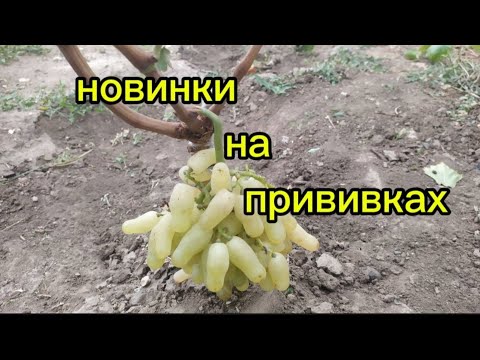 Новинки на прививках