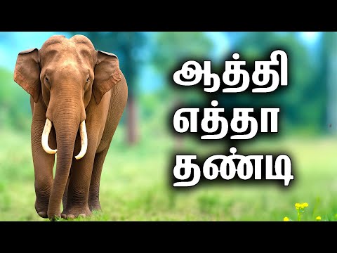 Sathyamangalam forest காட்டுப்பாதை பயணம் | Kongadai–Kadambur–Hasanur | Elephants, Wild dogs, Bison
