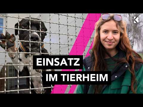 Tierheim-Alltag: Verlassen, gerettet – und auf der Suche nach einem Zuhause