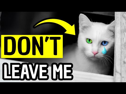 NEVER Do These 10 Things When Leaving Your Cat Alone, Vets Are Begging You