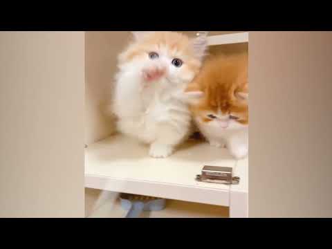 These Kittens Are Just TOO ADORABLE ππ