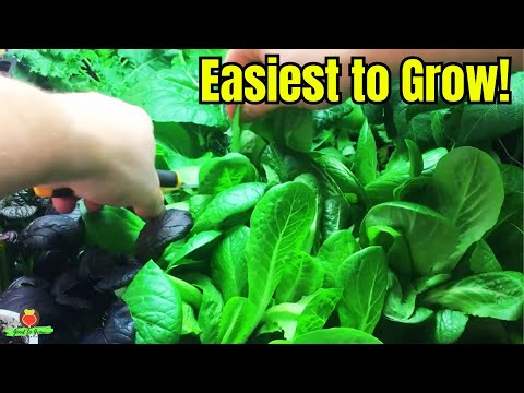 Too Cold to Garden? These Indoor Veggies are Unstoppable!