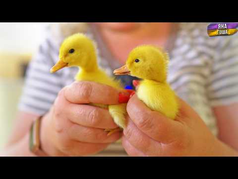 С индюком случилась беда? Мы завели 15 утят! Крымский хутор