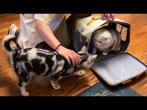 We got married, and my cat met my husband's cat for the first time...