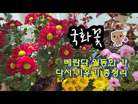 #국화 월동시켜 이렇게하면 다시 꽃을~(#국화키우기 #삽목 #분갈이 #물주기 #흙배합 #꽃피우기 #개화 #chrysanthemum)