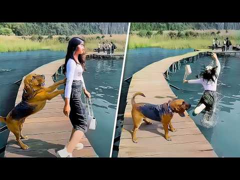 Wenn Hunde ihr Temperament zeigen